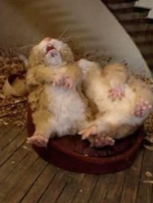 Movie poster for Fat Hamster (2011)
