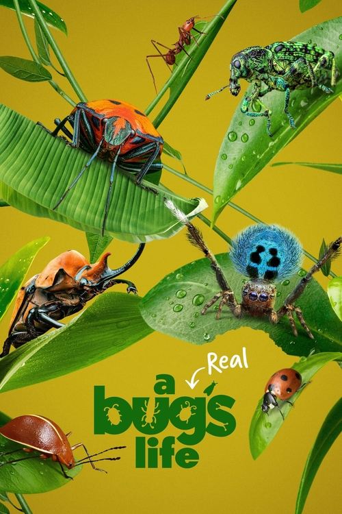 Series poster for A Real Bug's Life (2024)