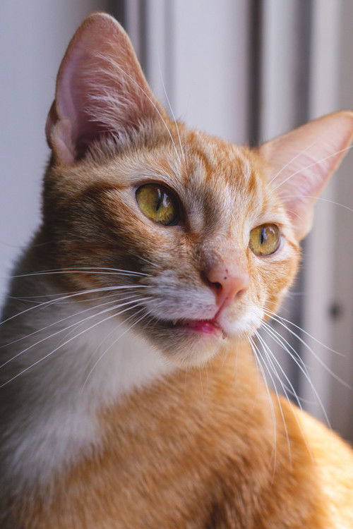 Photo of Major the Cat, Acting