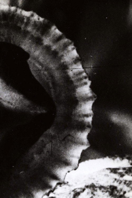 Movie poster for Versus (1968)