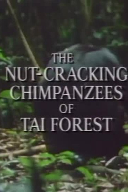Movie poster for The Nut Cracking Chimpanzees of Taï Forest