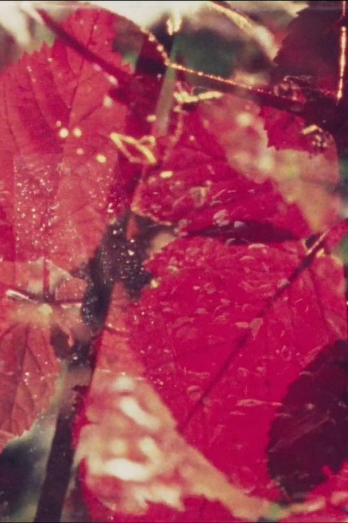 Movie poster for Summerfall Black Berries (1982)