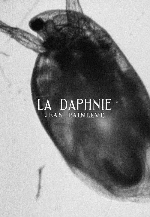 Movie poster for Daphnia (1928)