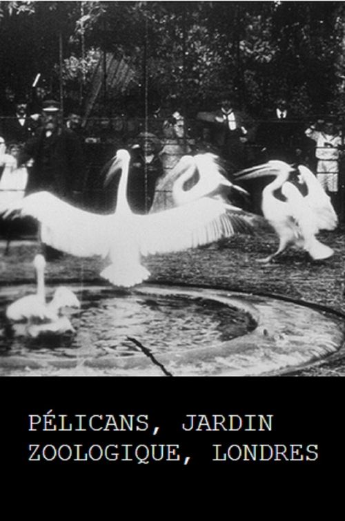 Movie poster for Pelicans, London Zoological Garden (1896)