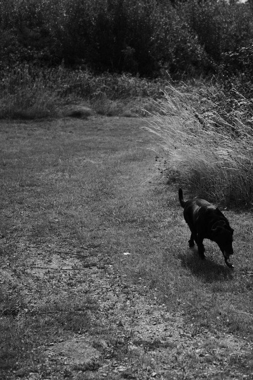 Movie poster for Black Dog (2020)