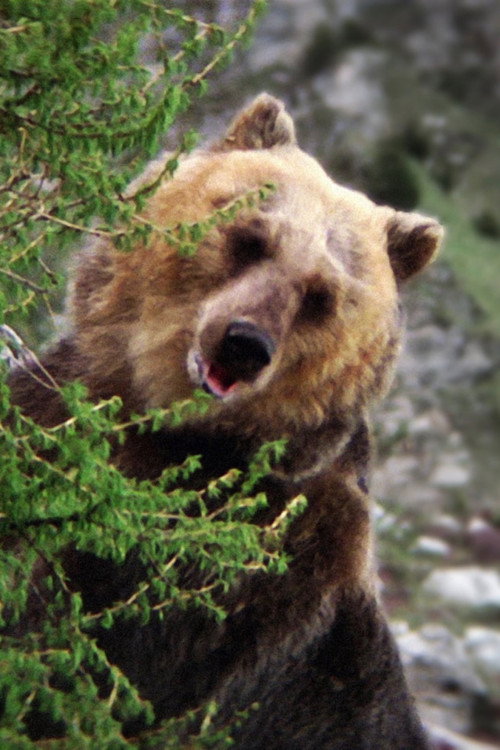 Photo of Bozo the Bear, Acting