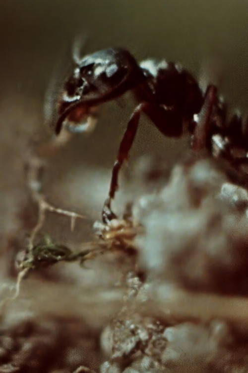 Movie poster for Ant Trails (1956)