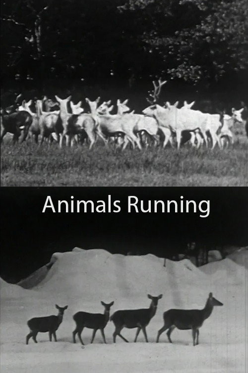 Movie poster for Animals Running (1974)