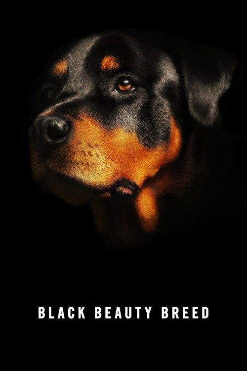 Movie poster for Black Beauty Breed (2014)