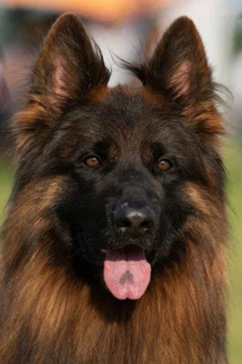 Photo of Эрос Тим Торретта, Acting