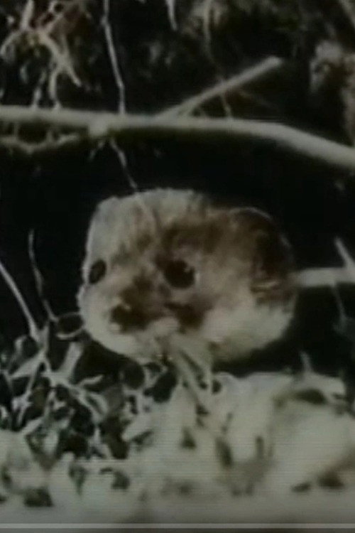 Movie poster for The Weasel (1962)