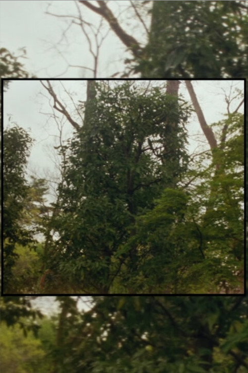 Movie poster for Available Light (2025)