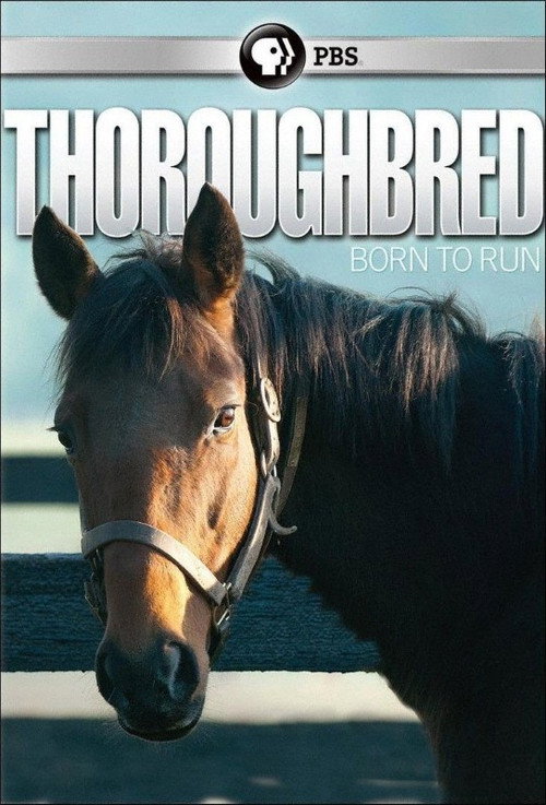 Movie poster for Thoroughbred: Born to Run (2011)