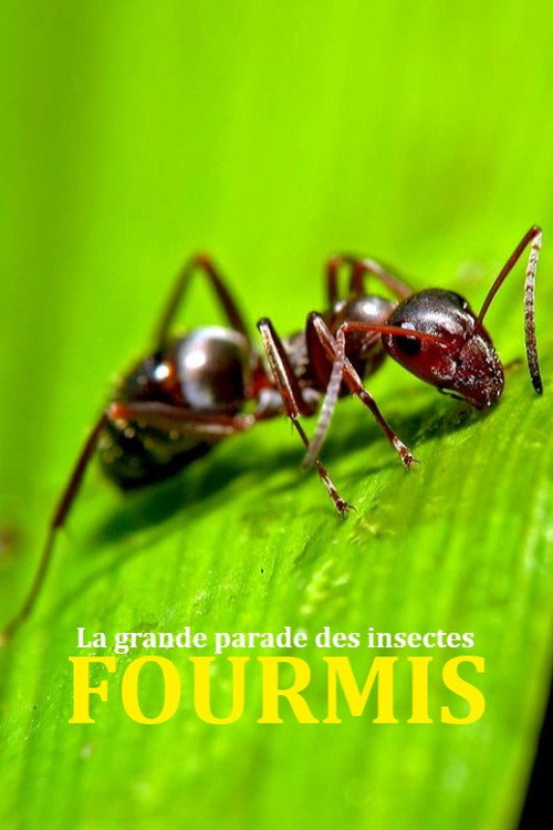 Movie poster for Fabulous Insects - Ants (2025)