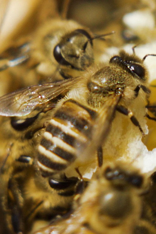 Movie poster for A World Without Bees? (2021)