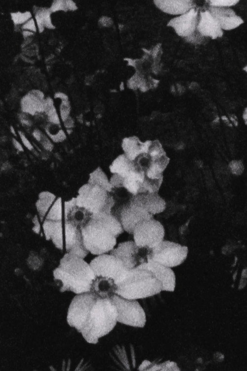 Movie poster for Für P. (Weiße Blumen) (2016)