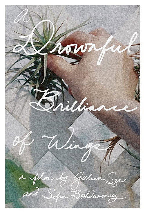 Movie poster for A Drownful Brilliance of Wings (2016)