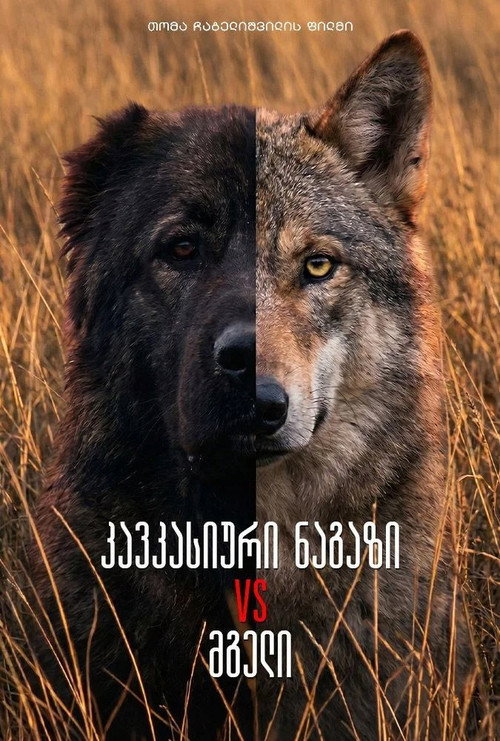 Movie poster for კავკასიური ნაგაზი მგლის წინააღმდეგ (2013)