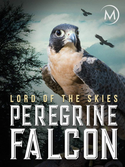 Movie poster for Peregrine Falcon: Lord of the Skies (2018)