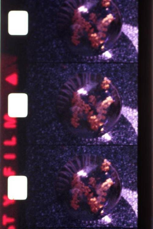 Movie poster for Ephemeral (1979)