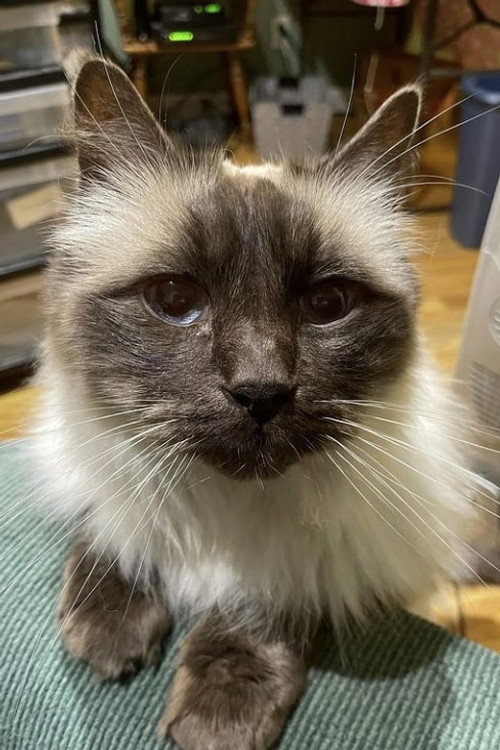Photo of Timmy the Cat, Acting