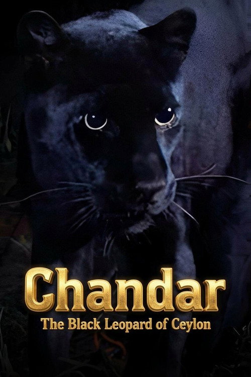 Movie poster for Chandar, the Black Leopard of Ceylon (1972)