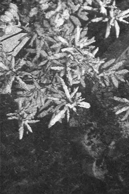 Movie poster for Configuration in Black and White (2017)