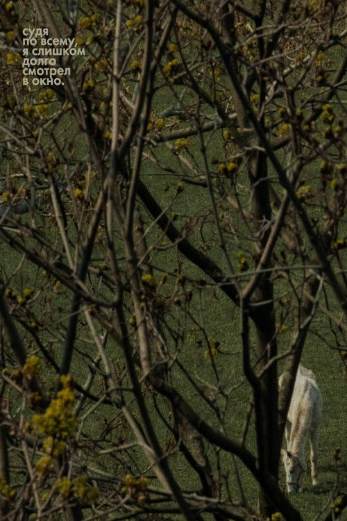 Seems Like I've Been Looking Through The Window For Too Long poster