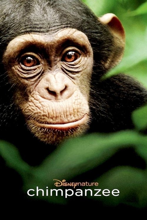 Movie poster for Chimpanzee (2012)