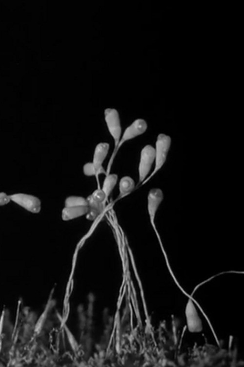 Movie poster for Gathering Moss (1933)