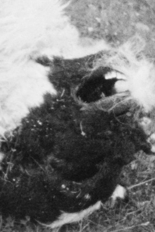 Movie poster for The Breath of Sheep (1970)