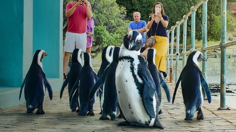A group of African penguins waddling along a paved road in Simon’s Town, their black-and-white bodies contrasting with the urban backdrop.