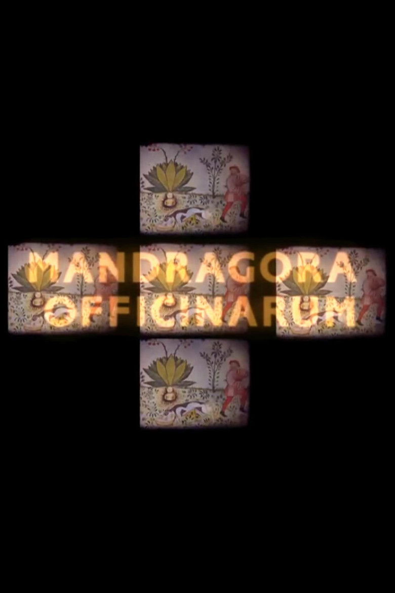 Mandragora officinarum poster background