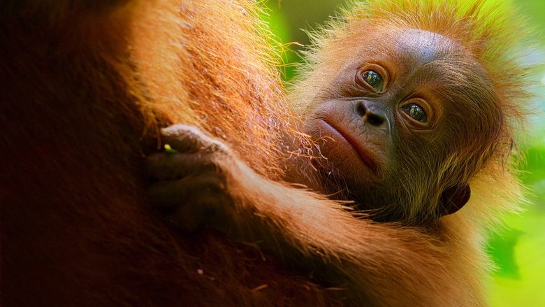 A mother orangutan cradles her newborn while an older sibling watches from a nearby branch