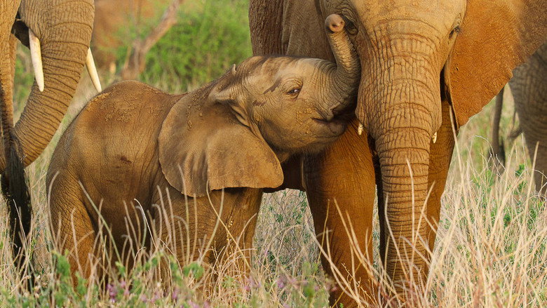 A lion cub nuzzles its mother in the golden light of the savanna, their fur glowing against the dry grass