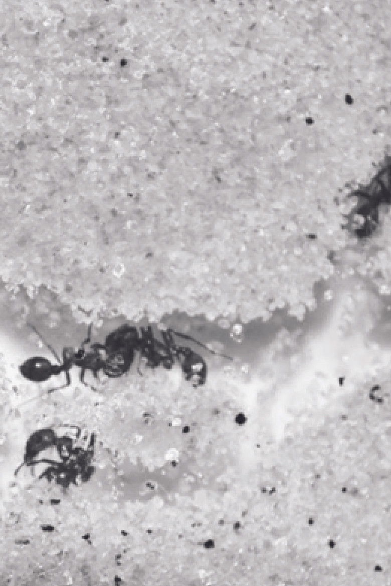 Who Shall Remain Nameless poster background