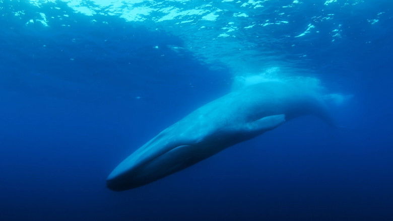 A whale's tail breaking the surface of the ocean