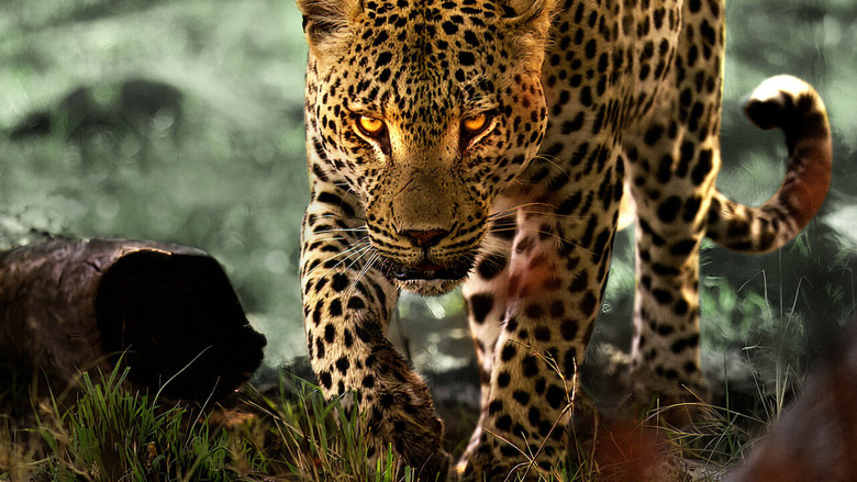 A leopard cub perched on a tree branch, its golden eyes locked onto the camera, the Okavango Delta stretching out behind it in a haze of green and gold.