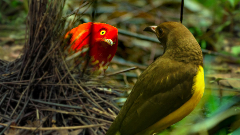 A King-of-Saxony bird-of-paradise mid-dance, its elongated head plumes swaying like ribbons in the wind