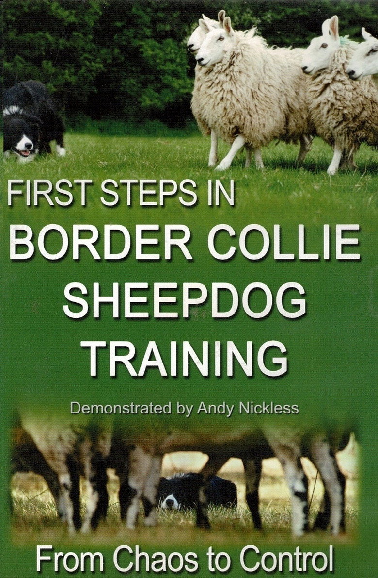 First Step in Border Collie sheepdog Training poster background