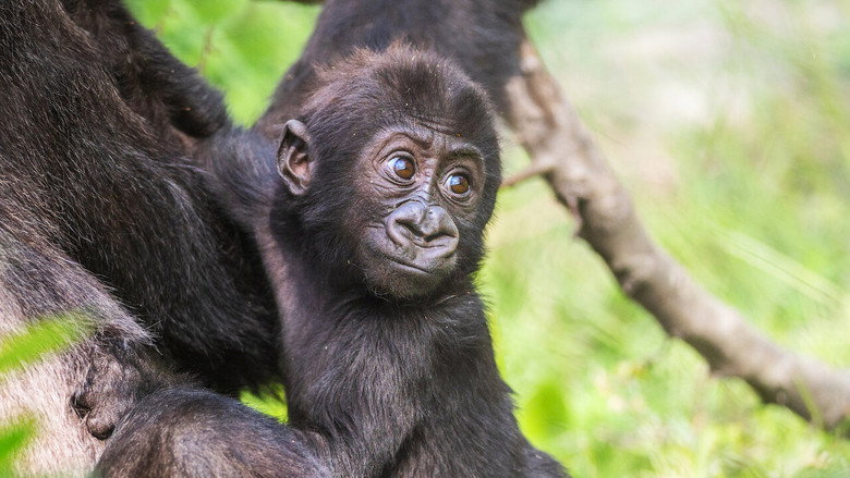 A baby gorilla clings to its mother, its tiny fingers wrapped around her fur as she moves through the habitat.