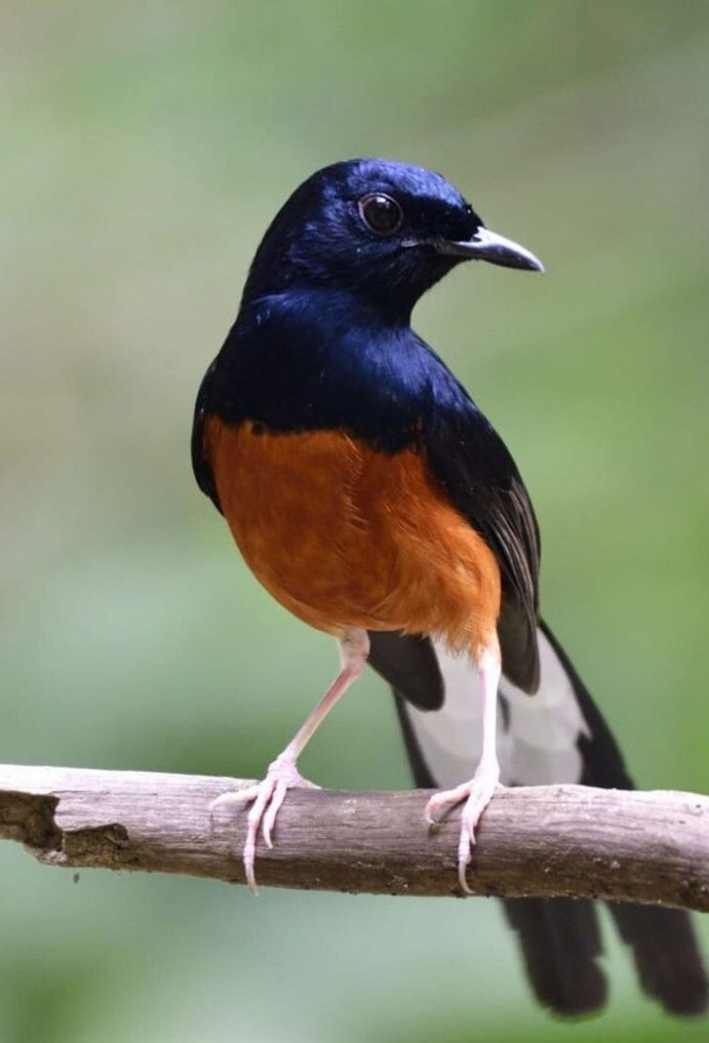 Mondes sauvages poster background