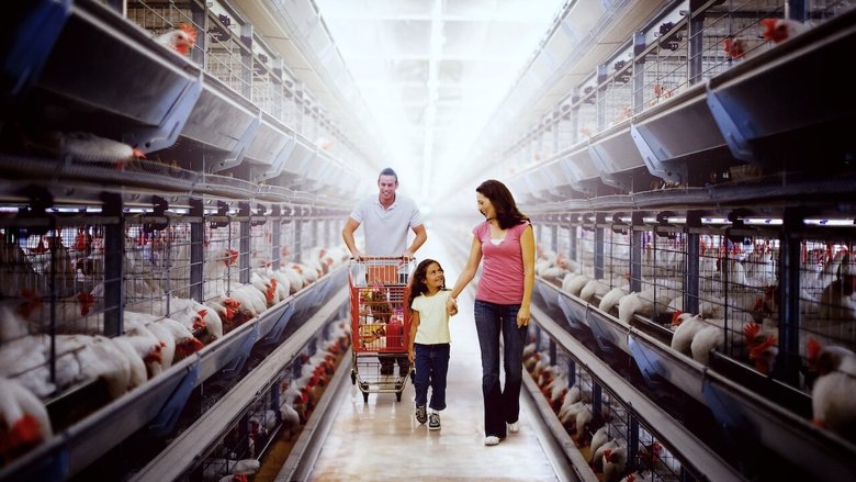 A conveyor belt in a chicken hatchery, carrying day-old chicks