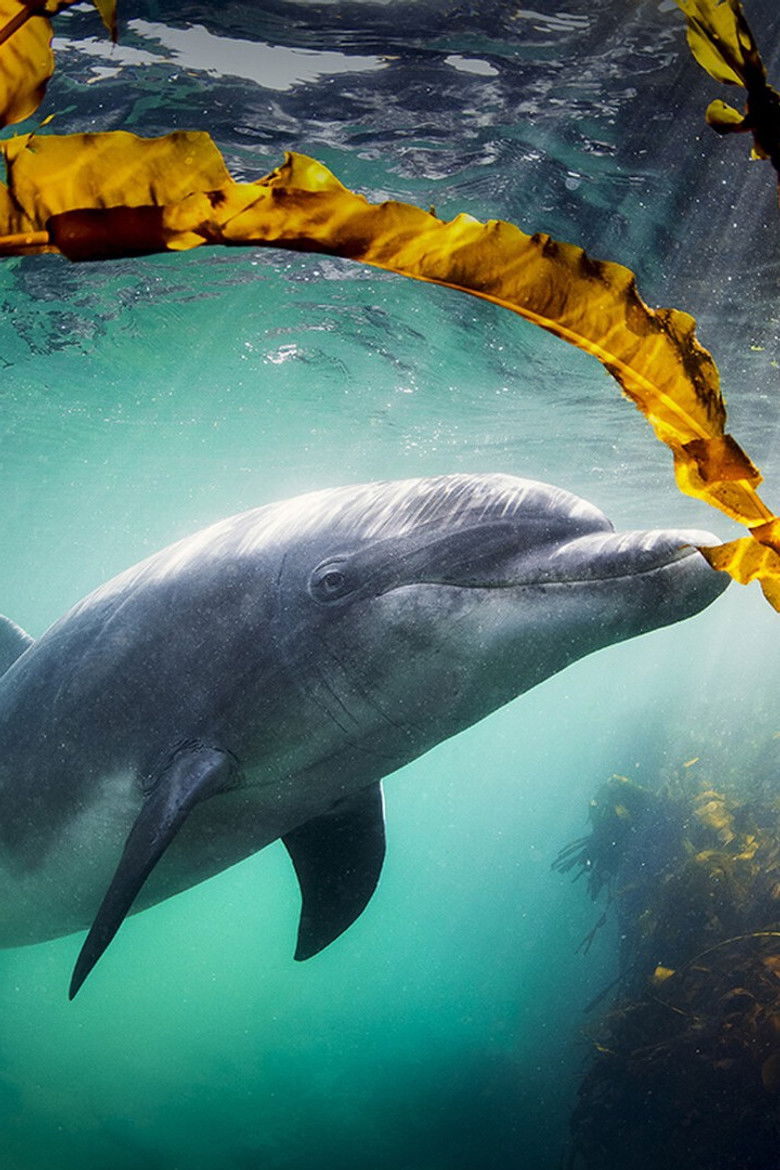 Why We Love Dolphins poster background