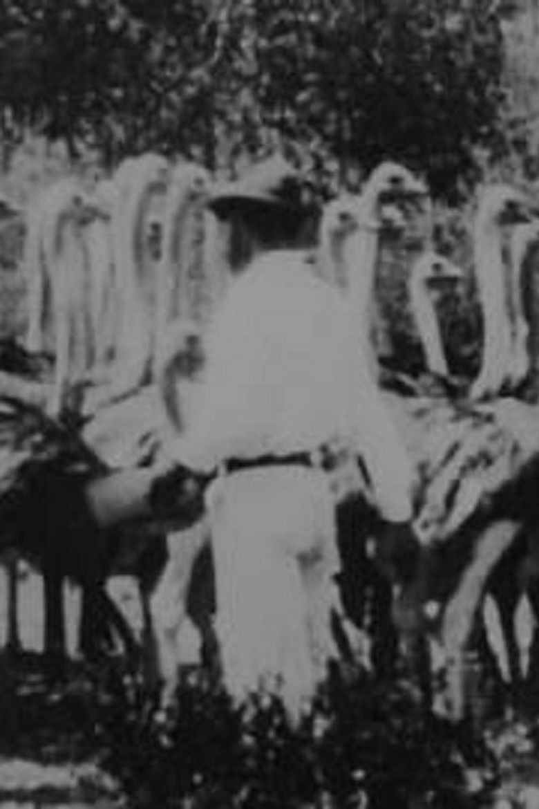 Scenes on Mr. Smit's Ostrich Farm poster background