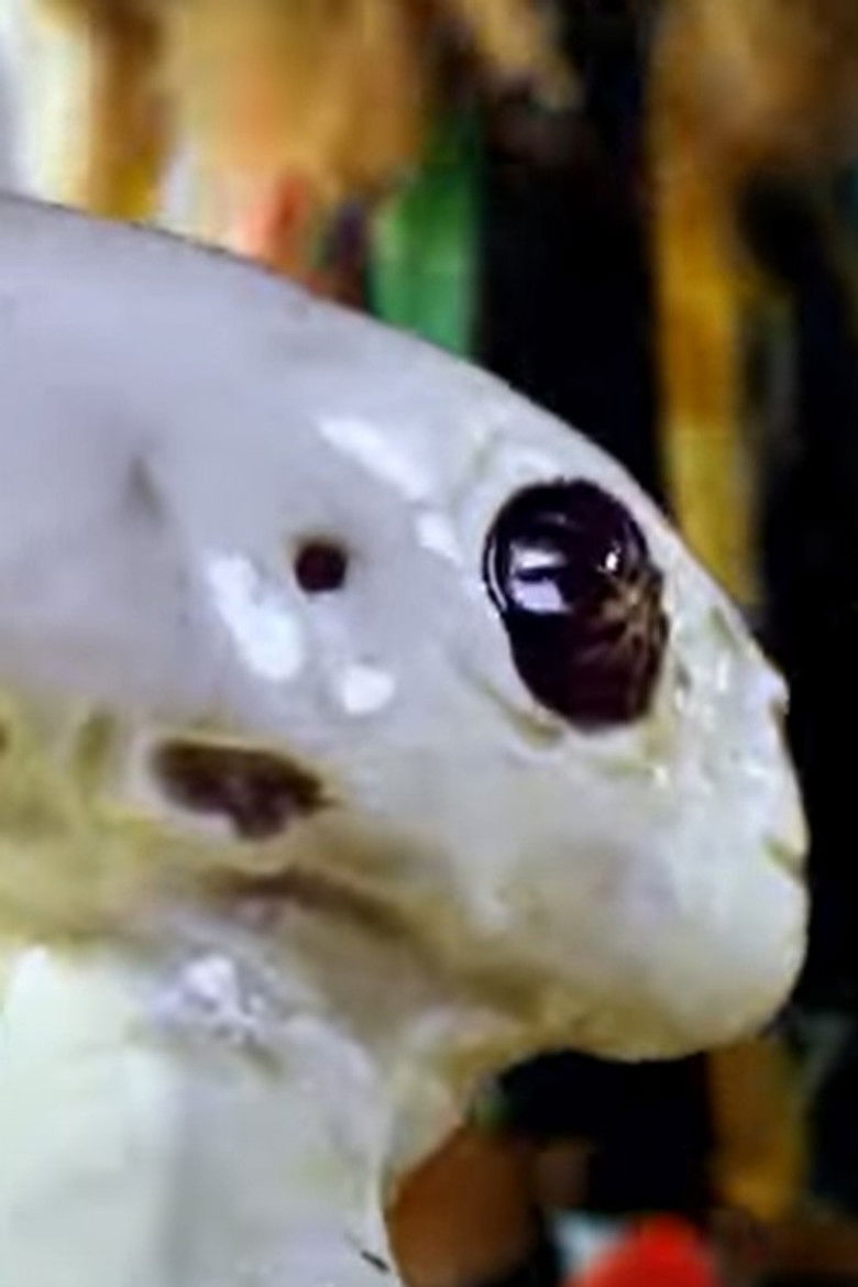 Aliens in Poland poster background