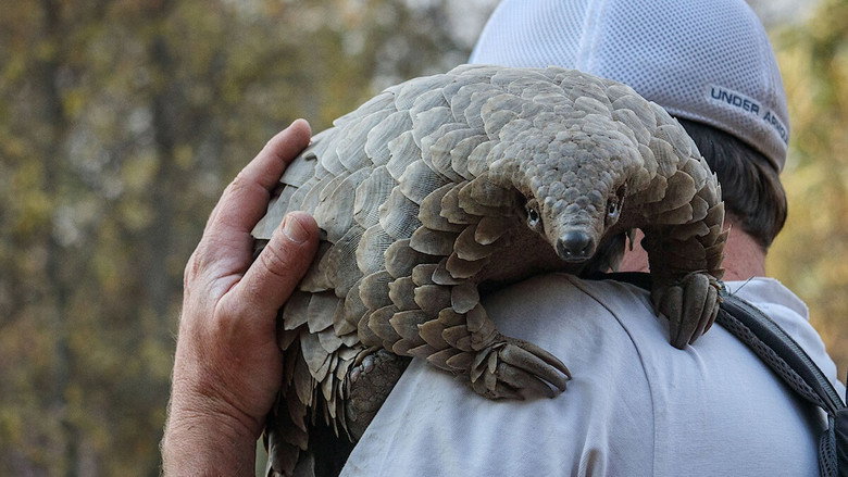 Kulu the baby pangolin exploring the South African dirt