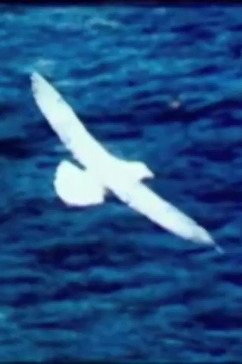 Birds by the Sea (Prayer) poster background