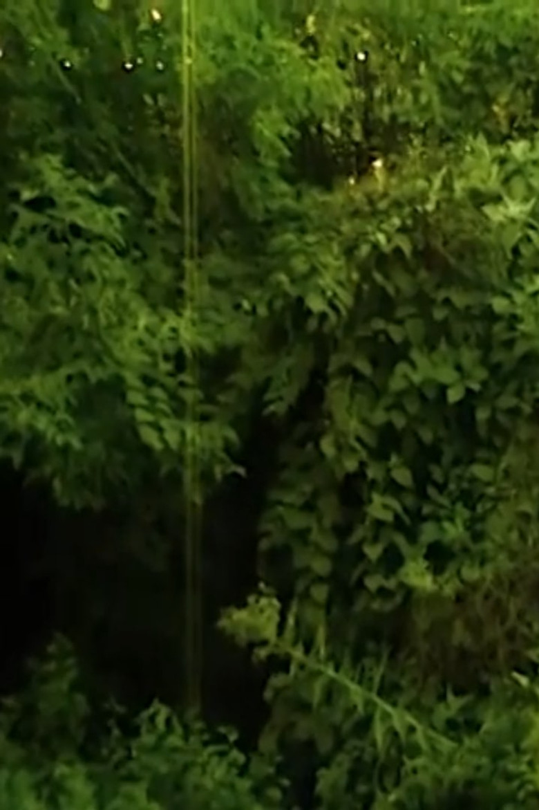 I love the sound cicadas make. poster background