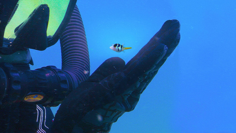 A vibrant coral reef teeming with life, sunlight filtering through the water to illuminate schools of fish and delicate anemones.